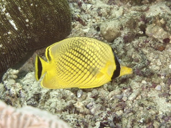 A yellow large scale butterflyfish (Chaetodon rafflesii) swims above corals on the ground. Spice