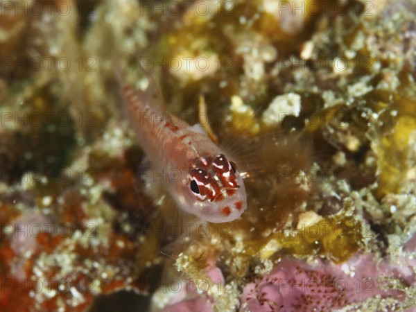 A small red patterned fish, hairfin dwarf gown (Eviota prasites), on colorful coral soil. Spice