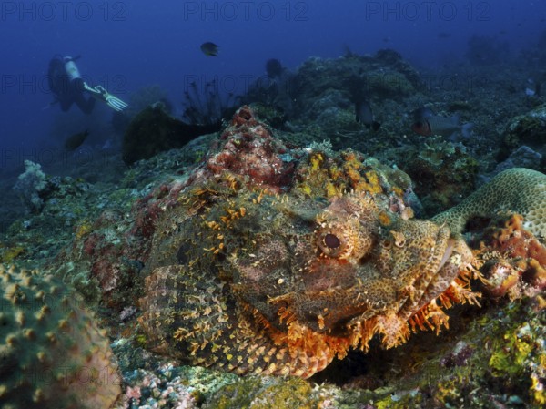 A fringed dragon head (Scorpaenopsis oxycephalus) merges with the environment on a coral reef,