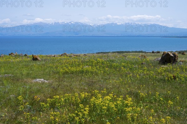 Blooming meadow in front of a lake with mountains in the background, under a blue sky with few