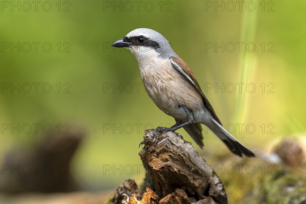 Red-backed shrike (Lanius collurio), bird, on tree stump, sideways, Kiskunsag National Park,