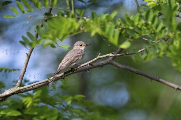 Grey snapper (Musicapa striata), bird, on branch, Kiskunsag National Park, Hungary
