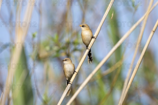 Bearded tit (Panurus biarmicus), bird, juvenile, on reeds, Danube Delta. Romania