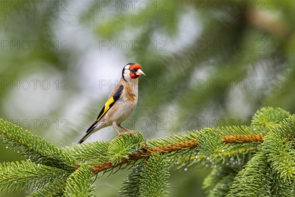 Goldfinch (Carduelis carduelis), bird on spruce branch, Koroska, Slovenia