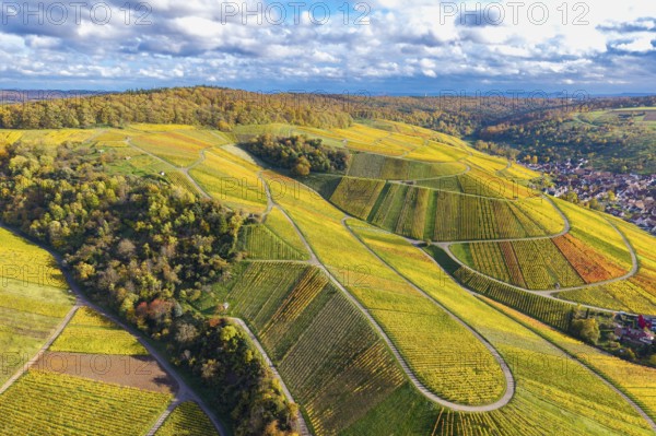 Vineyards with curved paths and colorful autumn leaves under a cloudy cover, autumn, near
