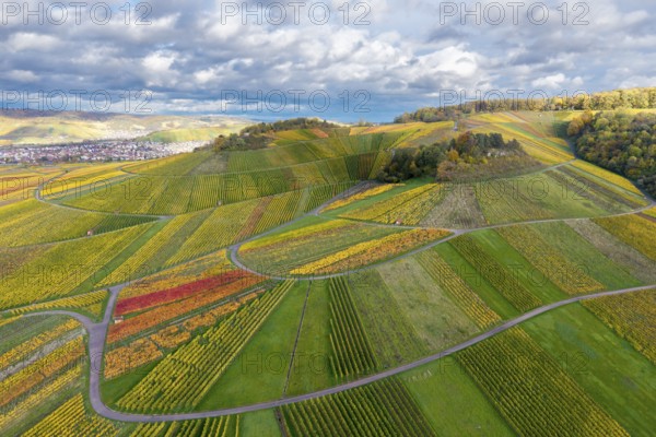 Vineyards in rich shades of green and golden with curved paths, picturesque under a cloudy sky,