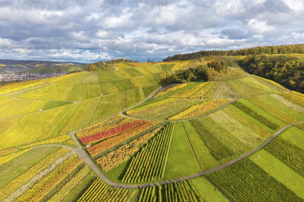 Wide vineyards with varied shades of yellow and green, crossed by curved paths under a cloudy sky,