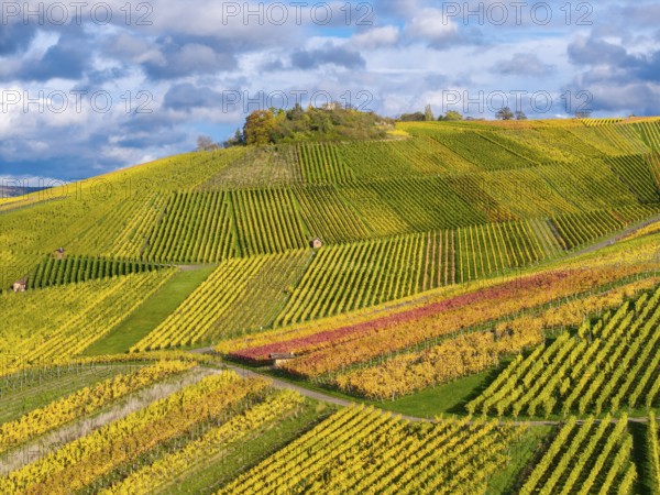 Vineyards with colorful rows of vines on hilly terrain in autumn, near StrÃ¼mpfelbach im Remstal,