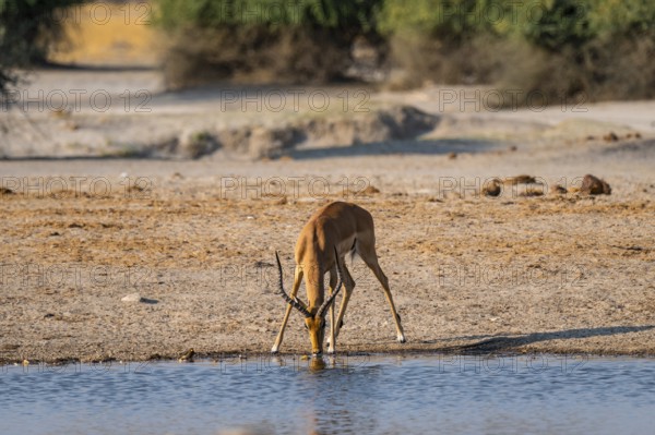 Impala (Aepyceros) at waterhole, Savuti, Chobe National Park, Botswana