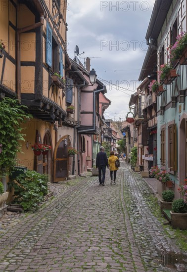 A narrow alley lined with traditional houses with plants and red flowers, Eguisheim, Plus Beaux
