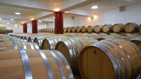 Large wine cellar with lots of wooden barrels in long rows and red columns in a well-lit room,