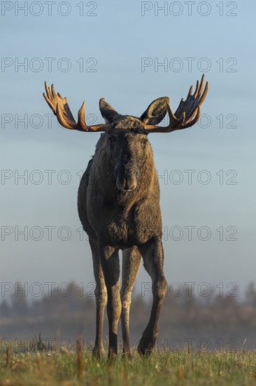 In a frontal view, the bull elk (Alces alces) looks even more impressive, eye contact, menacing,