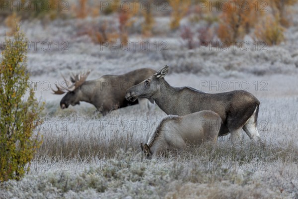 While elk cow (Alces alces) and bull elk communicate with each other, the calf takes no notice of