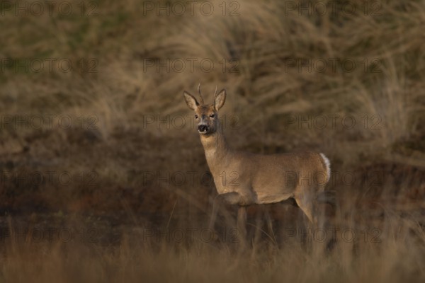 In the last light of the evening sun, the roebuck (Capreolus capreolus) becomes aware of another