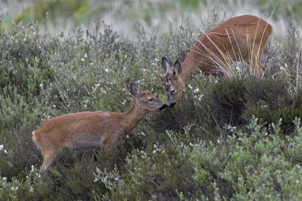 Suddenly a buttonbuck appears and immediately looks for proximity to the roebuck (Capreolus