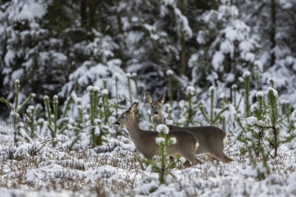A trick (Capreolus capreolus) with fawn moves across a forest clearing in winter after being