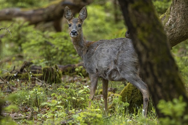 A pregnant duck (Capreolus capreolus) searches in an oak forest in late spring for food, deer,