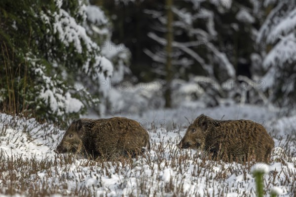 Two wild boar newbies (Sus scrofa) follow the stream, the low winter sun makes the coat appear