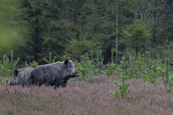 Two wild boar streams (Sus scrofa) stand carefully between withered broom heath, alert, eyes,