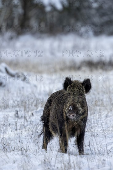 Wild boar boar (Sus scrofa) during mating season, looking for streams in winter landscape,