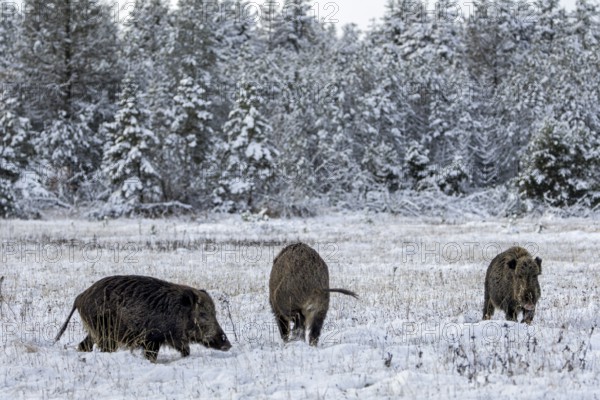 Wild boar boar (Sus scrofa) during mating season, meeting a stream in a winter landscape, fighting,