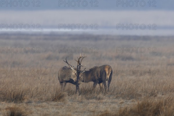 Two red deer (Cervus elaphus) playfully fight in the morning fog in a meadow, repeatedly