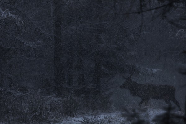 Like a shadow, the red deer (Cervus elaphus) moves silently across a forest path in the snow,