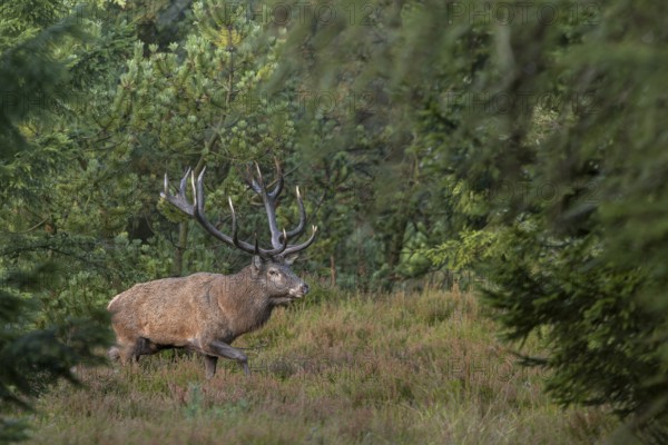 A red deer (Cervus elaphus) with impressive antlers crosses a path in spruce forest, rutting,