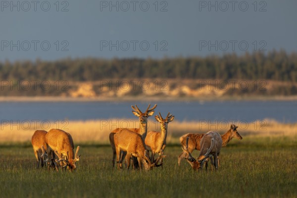 Despite this idyll, the Rothians (Cervus elaphus) always remain alert and keep an eye on the