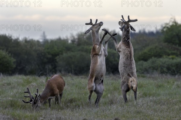 The dueling red deer (Cervus elaphus) place on the hind legs, bastion antlers, ranking, fighting,