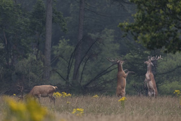 Standing on their hind legs and handing out blows with their front legs, the red deer (Cervus