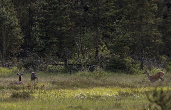 The wild boar boar (Sus scrofa) has come close enough to the rottier (Cervus elaphus) that it