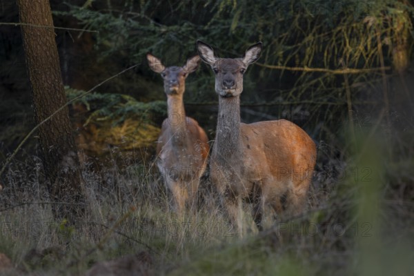 Two rotting animals (Cervus elaphus) alert, illuminated by the last rays of the evening sun,