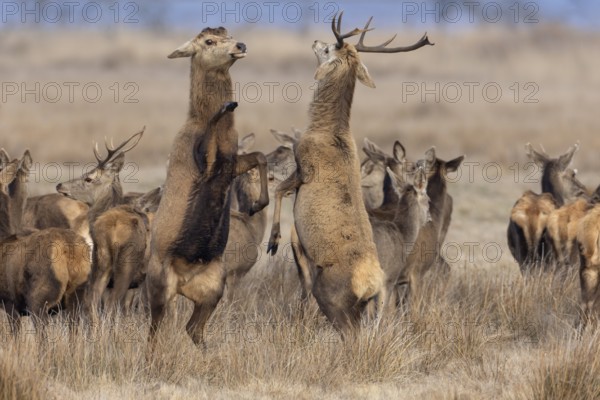 A young red deer (Cervus elaphus) with antlers invites an old deer that has already shed its