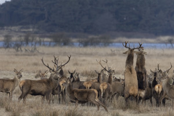 Tensions often arise in large deer packs (Cervus elaphus), where two deer clarify the ranking,