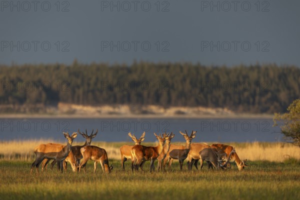 A pack of red deer (Cervus elaphus) branches in the light of the evening sun on the North Sea
