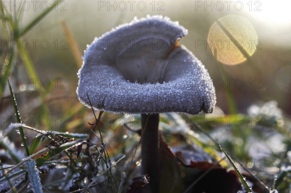 Hoarfrost in nature, mushroom, winter, Germany