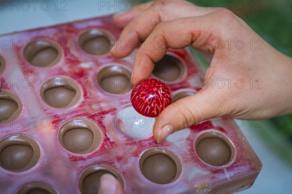 Hand picks red chocolate candy with white stripes from a chocolate mold, Christmas baking,
