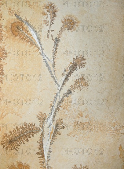 Orange and gray dendrites on light rock, skeletal crystals with fine branches, plant-like crystal