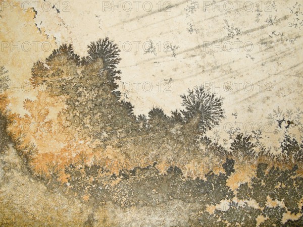 Orange and gray dendrites on light rock, skeletal crystals with fine branches, plant-like crystal
