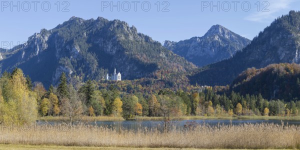 Panorama of the autumn reed bank on Schwansee, behind Neuschwanstein Castle near Hohenschwanga and