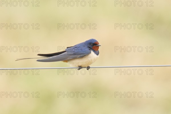 Barn swallow (Hirundo rustica) sitting on a pasture fence, wildlife, animals, birds, swallows,