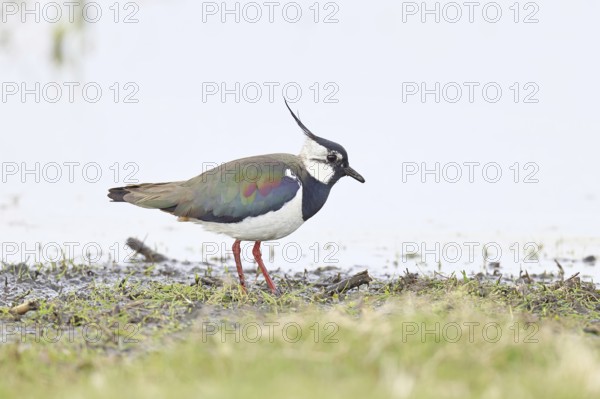 Lapwing (Vanellus vanellus), gorgeous dress, looking for food in a swampy meadow, wildlife,