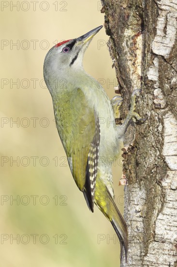 Grey woodpecker (Picus canus), male sitting on the trunk of a grey birch tree (Betula populifolia),