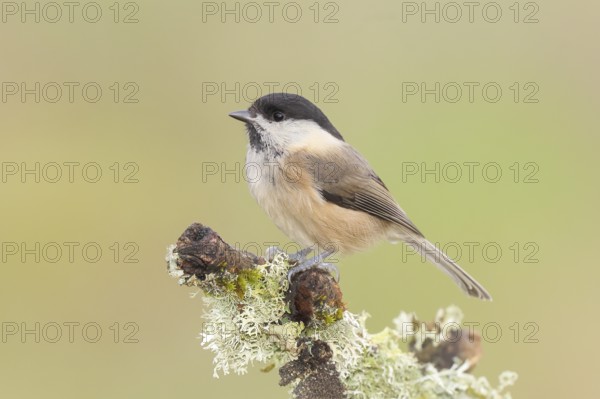 Willow tit (Parus montanus) sitting on lichen-covered branch, wildlife, animals, birds, tit,