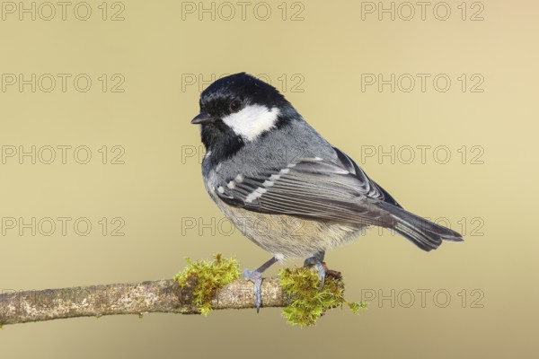 Pine tit (Periparus ater) sitting on moss-covered branch, wildlife, animals, birds, tit,