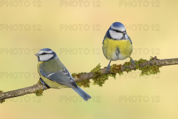 Blue tit (Parus caeruleus), two tits sitting on moss-covered branch, wildlife, animals, birds,