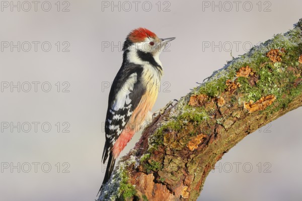 Middle woodpecker (Dendrocopos medius) sitting on a thick branch covered with moss, winter, light