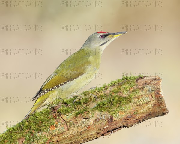Grey woodpecker (Picus canus), male sitting on a thick branch covered with moss, wildlife,