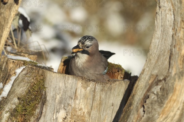 Eurasian Jay (Garrulus glandarius) with acorns (Quercus) in their beak, feeding in the forest